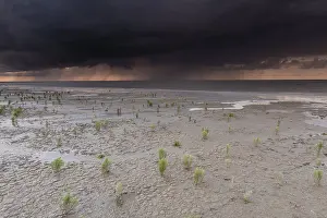Raining: Glasswort