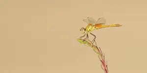 Sympetrum: Glasswort