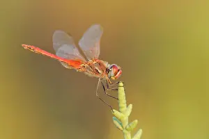 Sympetrum: Glasswort