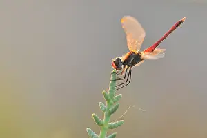 Sympetrum: Glasswort