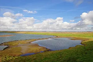 Zeeland: Glasswort