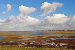 Zeeland: Glasswort