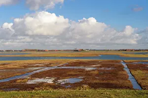 Zeeland: Glasswort