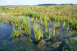 Silty: Glasswort - growing in silty mudflats