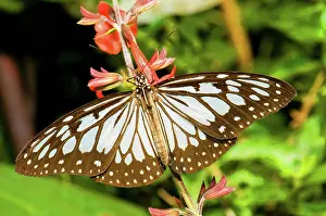 Glassy: Glassy Blue Tiger Butterfly