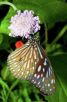 Glassy: Glassy Blue Tiger Butterfly