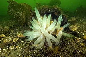 Squirts: Glassy sea squirt Ascidia paratropa Vancouver Island British