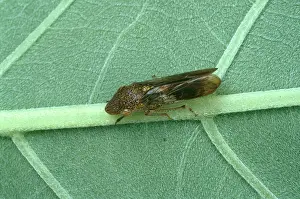 Glassy: Glassy-winged Sharpshooter