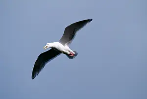 Glaucescens: Glauccous Winged GULL - calling in flight