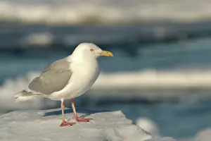 Glaucous: Glaucous Gull