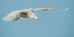 Glaucous: Glaucous Gull