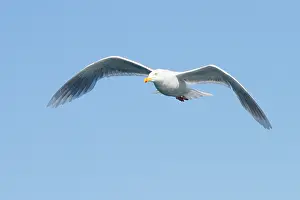 Norurland: Glaucous Gull