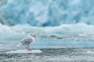 Glaucous: Glaucous Gull