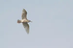 Glaucous: Glaucous Gull
