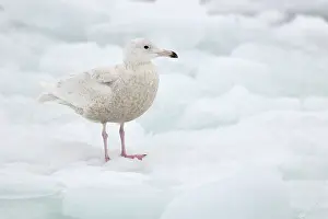 Glaucous: Glaucous Gull