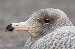 Lauwersoog: Glaucous Gull