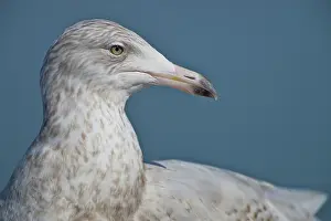 Haag: Glaucous Gull