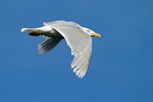 Glaucous: Glaucous Gull