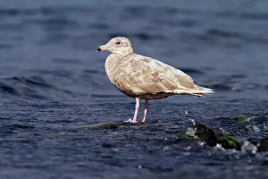 Glaucous: Glaucous Gull