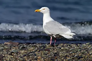 Glaucous: Glaucous Gull