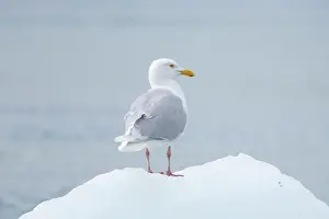 Gull: Glaucous Gull