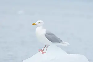 Gull: Glaucous Gull