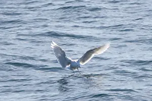 Gull: Glaucous Gull