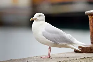 Glaucous: Glaucous Gull - Adult