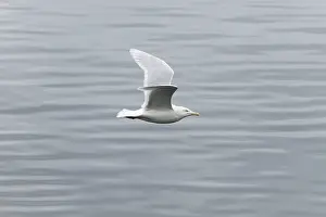 Glaucous: Glaucous Gull - Adult - Flight