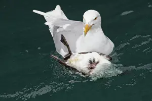 Chasing: Glaucous Gull - adult gull chasing guillemot - Svalbard