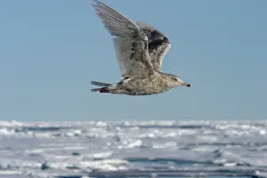 Glaucous: Glaucous Gull - in flight