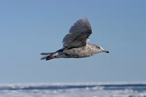 Glaucous: Glaucous Gull in flight