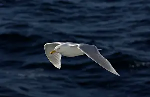Sophie Gooders: Glaucous Gull - In flight