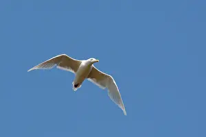 Glaucous: Glaucous Gull - in flight