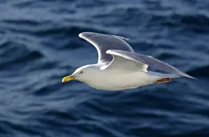 Gulls: Glaucous Gull - In flight
