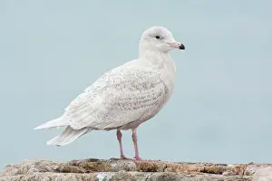 Glaucous: Glaucous gull - Immature bird
