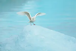 Glaucous: Glaucous Gull - immature bird on blue iceberg