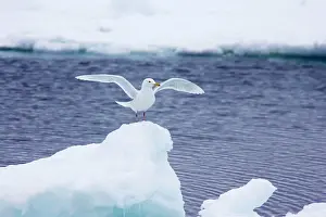 Glaucous: Glaucous Gull - Landing on iceberg