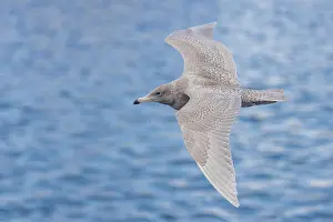 Gulls: Glaucous Gull (Larus hyperboreus), young bird, 1st