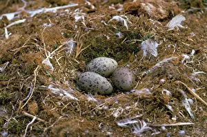 Glaucous: Glaucous Gull - nest
