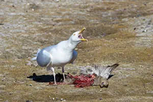 Gull: Glaucous Gull prey