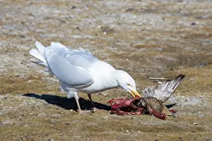 Gull: Glaucous Gull prey