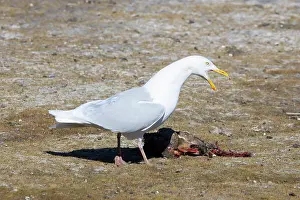 Gull: Glaucous Gull prey