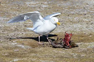 Gull: Glaucous Gull prey