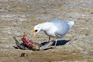 Gull: Glaucous Gull prey