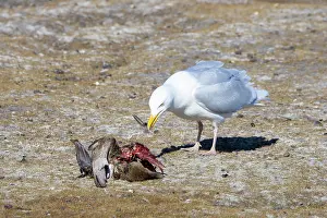 Gull: Glaucous Gull prey
