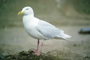 Nancy Jennings: GLAUCOUS GULL - STANDING