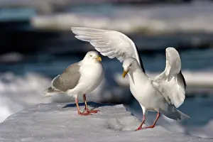 Glaucous: Glaucous Gulls - stretching wings