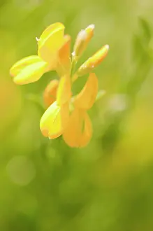 Vetch: Glaucous scorpion-vetch