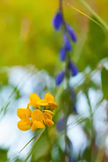 Vetch: Glaucous scorpion-vetch, Cornilla Valentina subsp